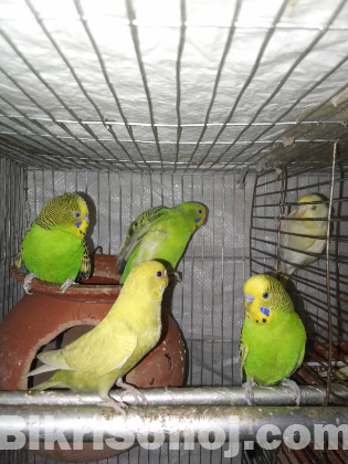 দুই জোড়া বাজরিগার পাখি |2 adult pairs of budgerigar